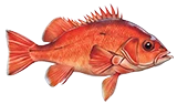 Red Rockfish